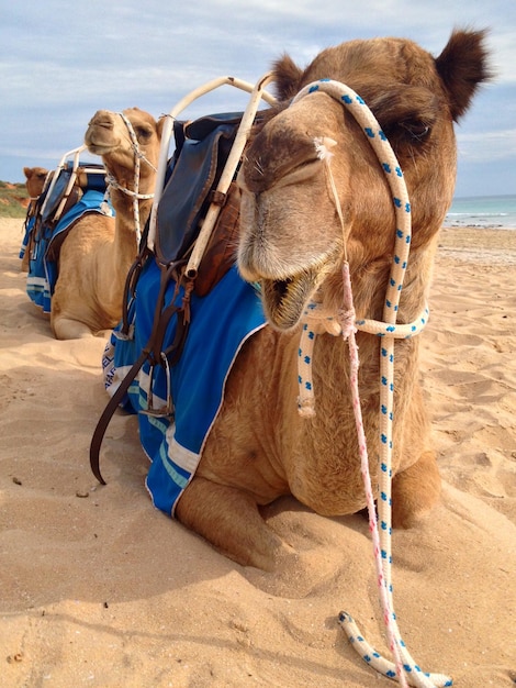 Foto paardenkar op het zand.