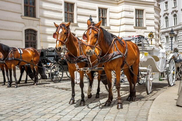 Paardenkar op straat.