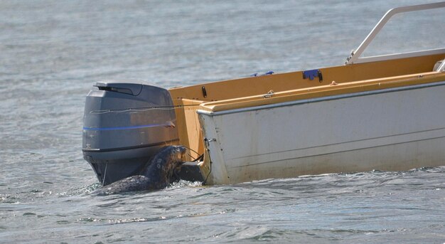 Foto paardenkar op zee