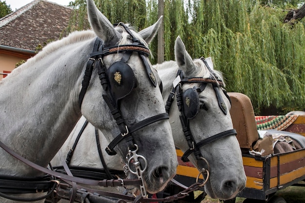 Foto paardenkar