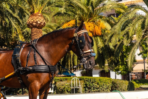 Paardenkoetsen in de gemeente Mijas in Malaga Andalusië