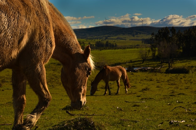 Foto paardenlandschap