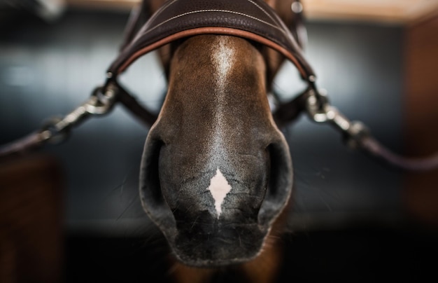 Paardenneus en teugel