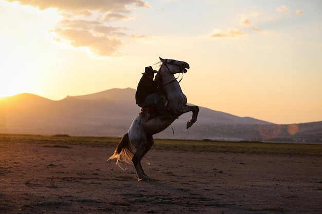 Paardenopfok in veld Kayseri, Turkije