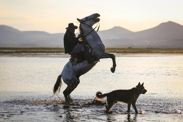 Paardenopfok in Water Kayseri Turkije