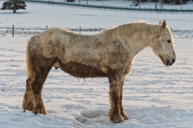 Paardenportret op de witte sneeuw terwijl je naar je kijkt