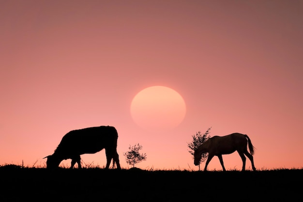 paardensilhouet op het platteland en een prachtige zonsondergangachtergrond