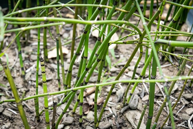 Paardestaart met wazige tuinachtergrond Verlicht door de zonnesoort Equisetum giganteum