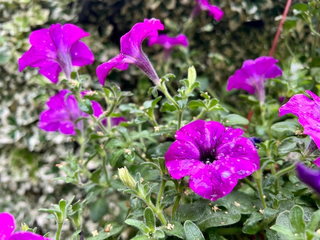 Paars bloeiende petunia bloem botanic