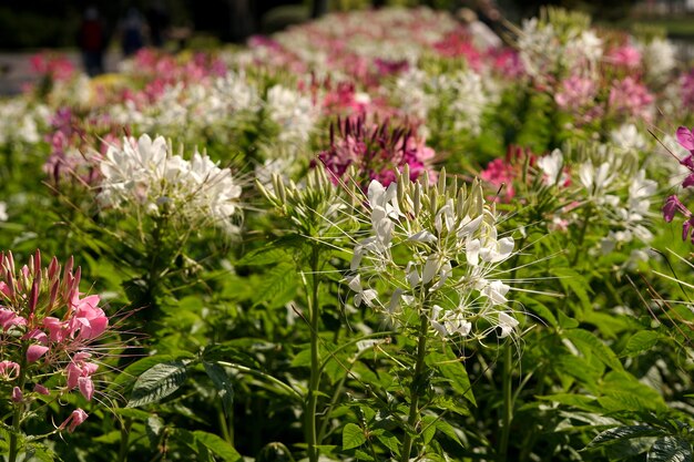 Paars en wit Cleome Spinosa of Spider bloem bloeiend veld