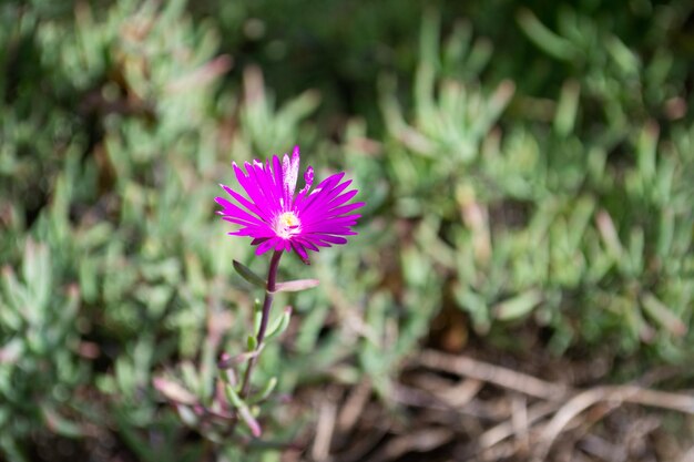 Paars madeliefje in een geïsoleerde bloemstruik