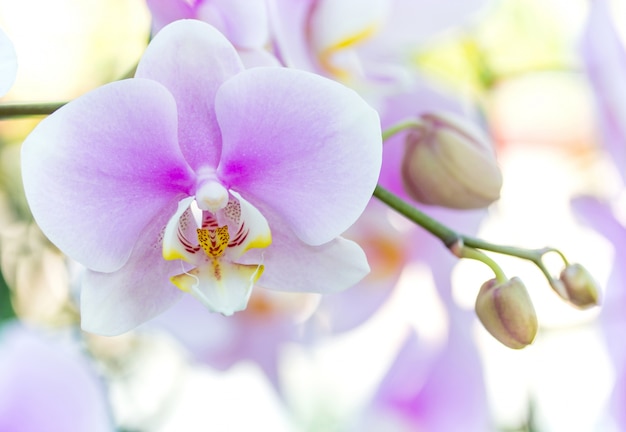 Paars phalaenopsis orchidee bloem