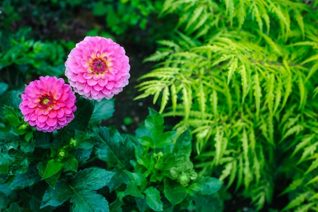 Paars roze Dahlia's op achtergrond van groene bladeren