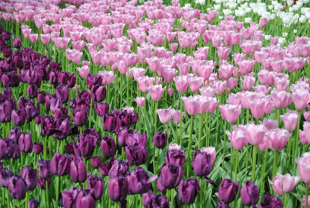 Paars, roze en witte tulpen veld