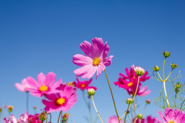 Paars, roze, rood, kosmosbloemen in garde n met blauwe hemel en wolkenachtergrond