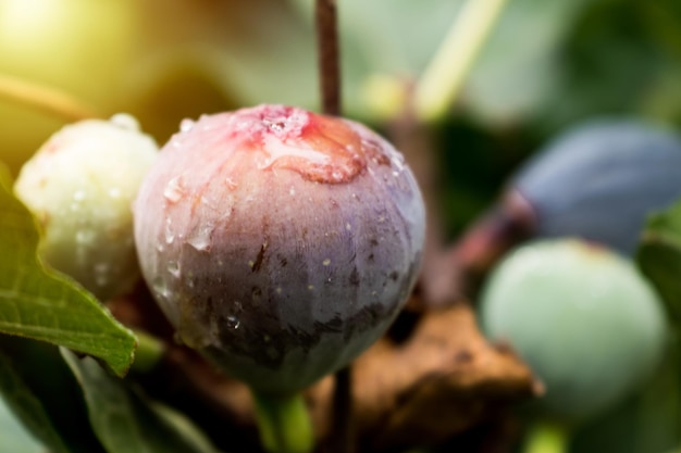 Paars vijgenfruit hangend aan de tak van een vijgenboom met dauw en ochtendlicht ficus carica