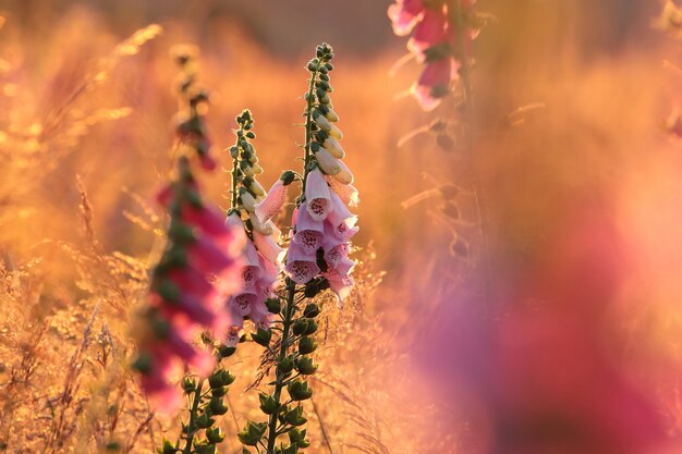 paars vingerhoedskruid digitalis purpurea tijdens zonsopgang