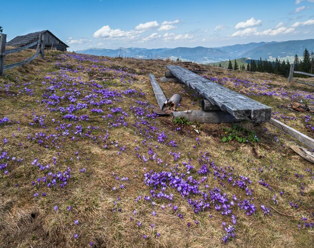 Paars violet Crocus heuffelianus Crocus vernus alpenbloemen bloeien op lente Karpaten bergplateau Oekraïne