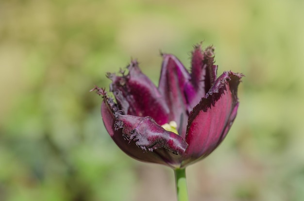 Paars violet gefranjerde tulpen close-up Bloeiende paars violet gefranjerde tulp Black Jewel