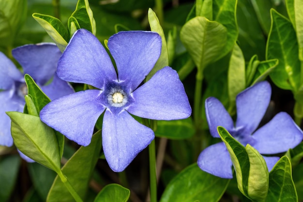 Paarsblauwe bloemen van maagdenpalm vinca minor