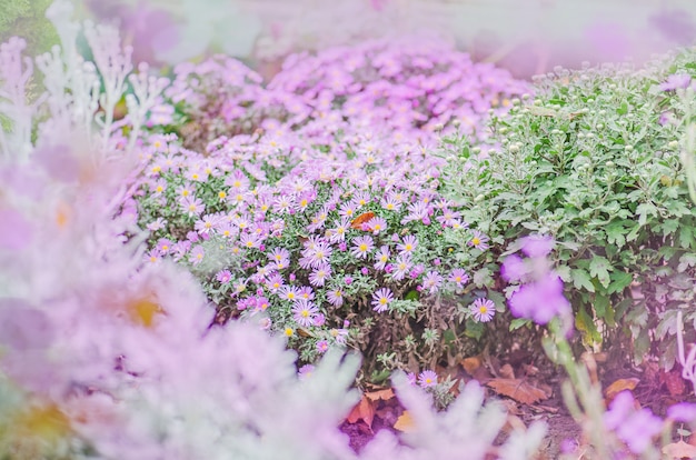 Paarse alpine aster