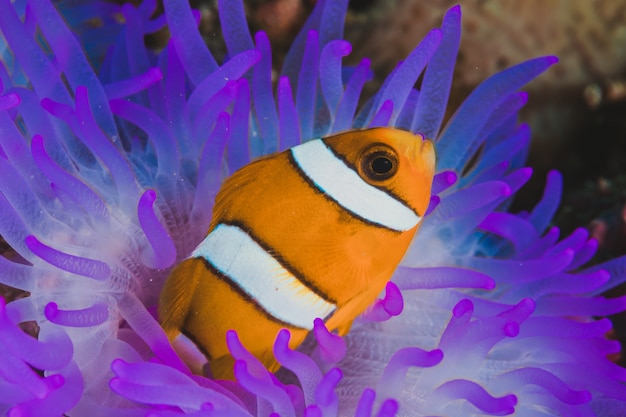 Foto paarse anemone vis nemo