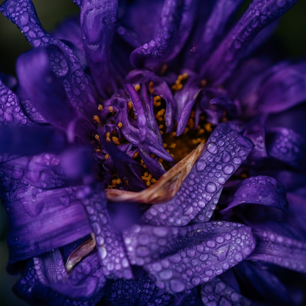 Paarse asterbloemblaadjes met dauwdruppels close-up violette herfstbloemen bloeien in de tuin