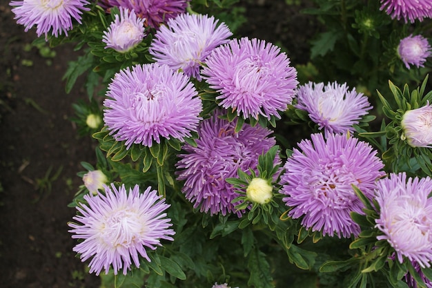 Foto paarse asters glimlachen naar de zon bloemen van paarse asters op een geïsoleerde achtergrond