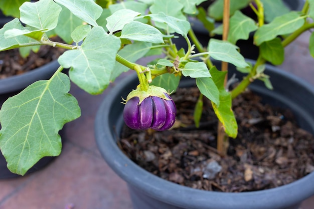 Paarse aubergine hangend aan boom