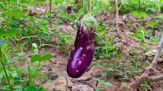 paarse aubergine in de tuin