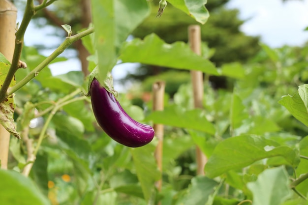 Paarse aubergines in de natuur