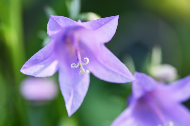 Paarse bell close-up op de van groen in de tuin (campanula poscharskyana). Horizontale macrofotografie