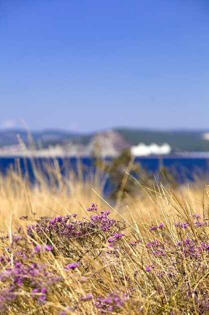 Foto paarse bergbloemen tegen de achtergrond van de blauwe zee en de lucht.