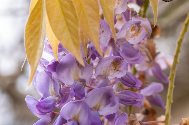 paarse blauweregen of blauweregen bloemen in een tuin