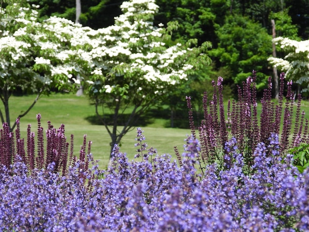 Foto paarse bloeiende planten in het park