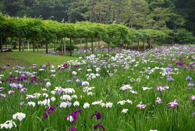 Paarse bloeiende planten in het park