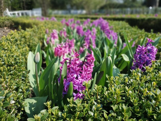 Foto paarse bloeiende planten in het veld