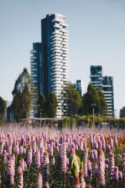 Paarse bloeiende planten op het veld bij gebouwen tegen de lucht