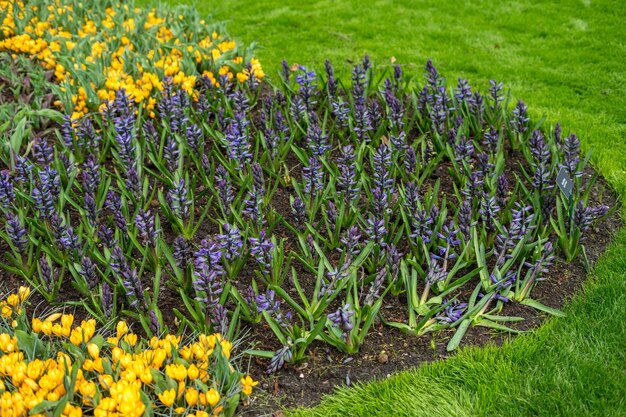 Foto paarse bloeiende planten op het veld