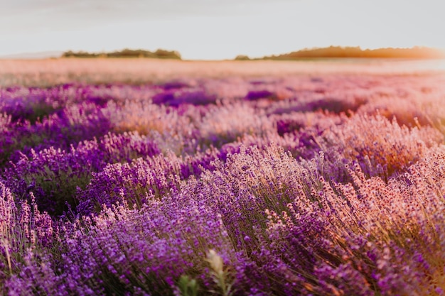 Paarse bloeiende planten op het veld