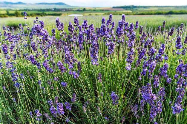 Foto paarse bloeiende planten op het veld