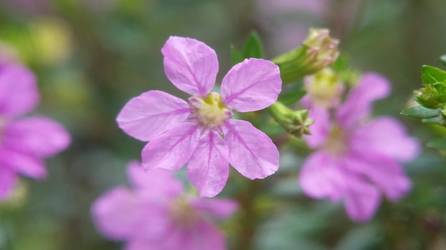 Foto paarse bloem macrofotografie