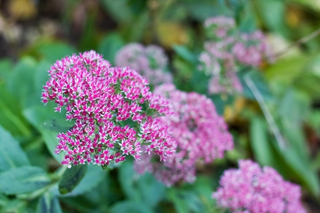 Paarse bloem onder groene bladeren close-up