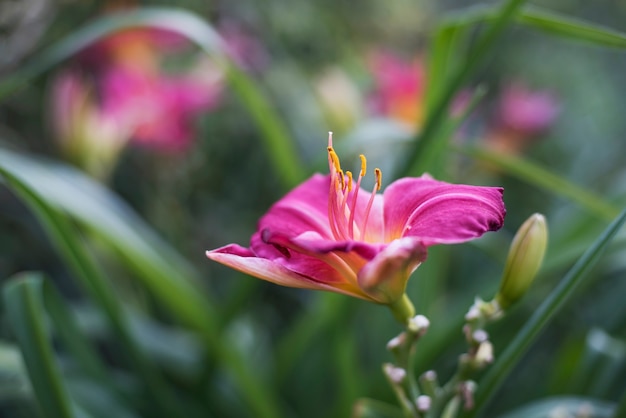 Paarse bloem op de groene achtergrond