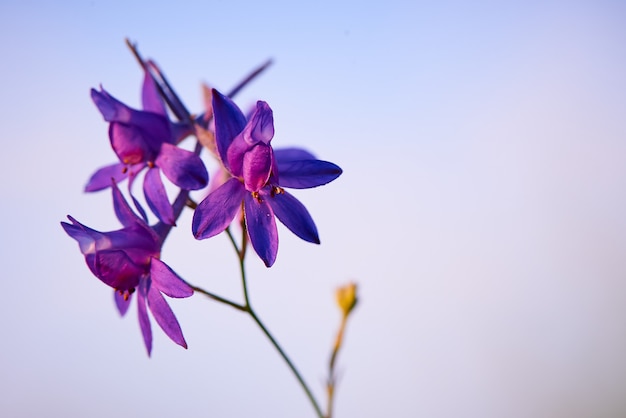 Foto paarse bloem tegen een blauwe hemel met kopie ruimte.