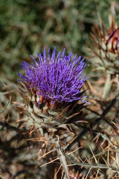 Paarse bloem van artisjok (Cynara cardunculus)