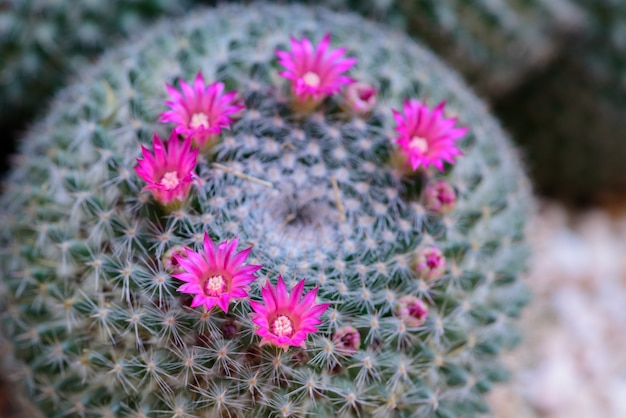 Paarse bloem van cactus