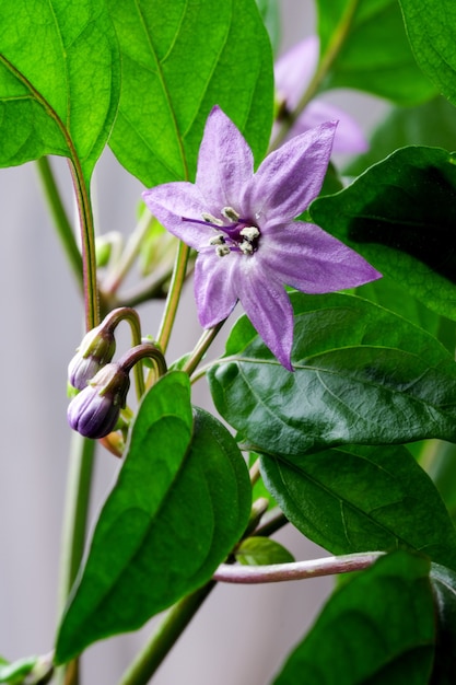 Paarse bloem van indoor hete bittere peper close-up macrofotografie