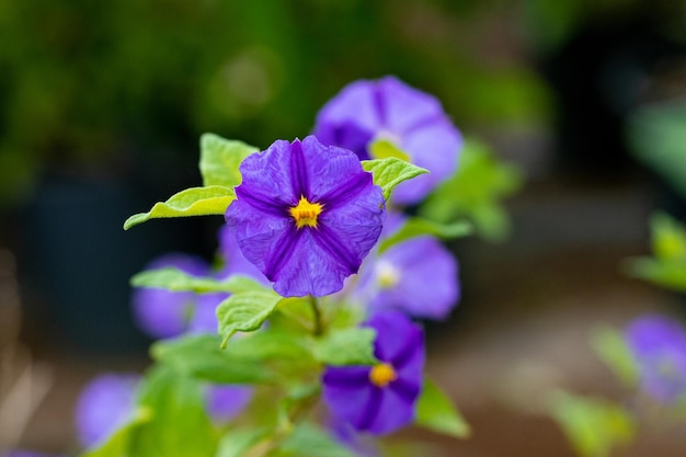 Paarse bloem van Solanum tuberosum in de tuin