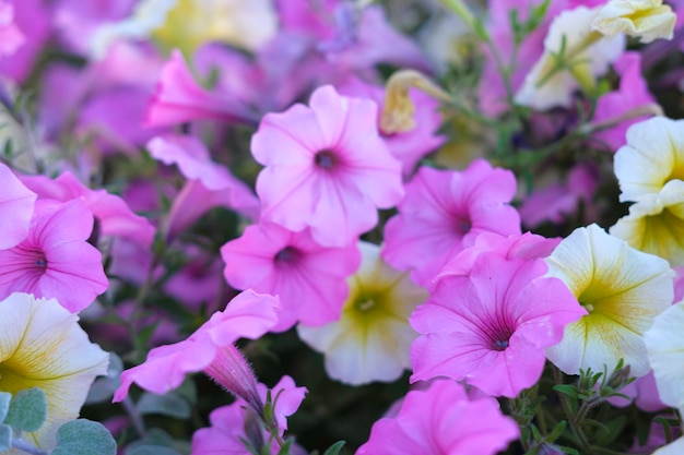 Paarse bloemen achtergrond in een openbaar park